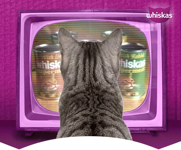 A tabby cat watches a retro purple television showing tins of WHISKAS.