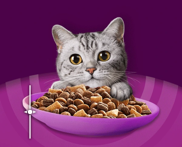 A silver tabby cat peers over a purple bowl piled with WHISKAS.