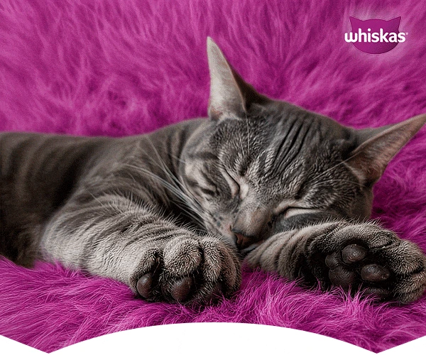 A tabby cat asleep on purple fur.
